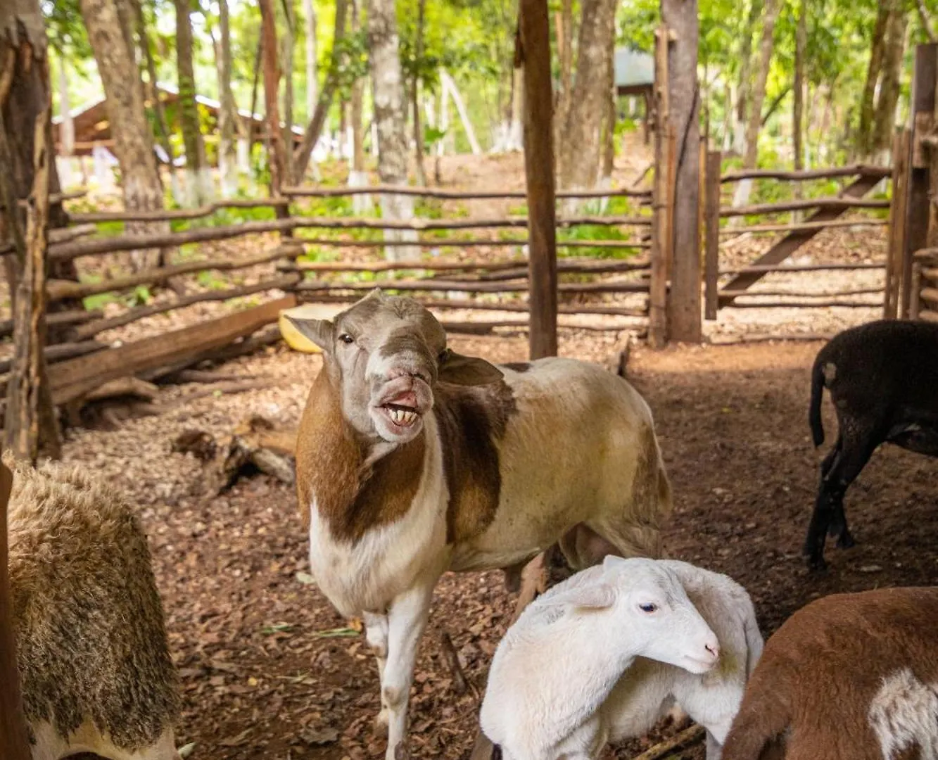 Hotel Glamping Solferino-Holbox Coast