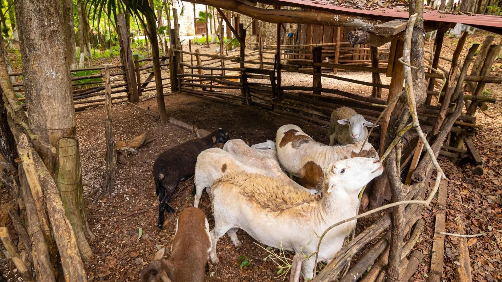 Hotel Glamping Solferino-Holbox Coast
